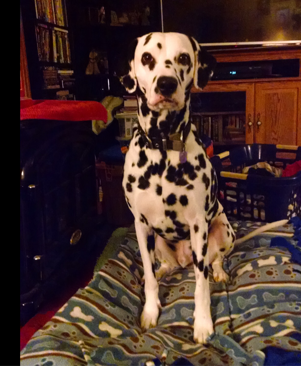 Breed Profile Dalmatian Puppies and Parchment