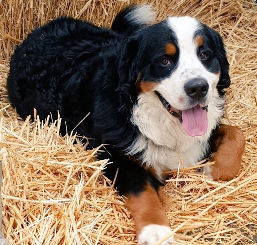 Profile Bernese Mountain Dog Puppies and Parchment