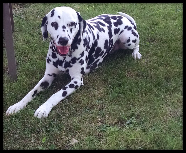 are dalmatians still used as fire dogs